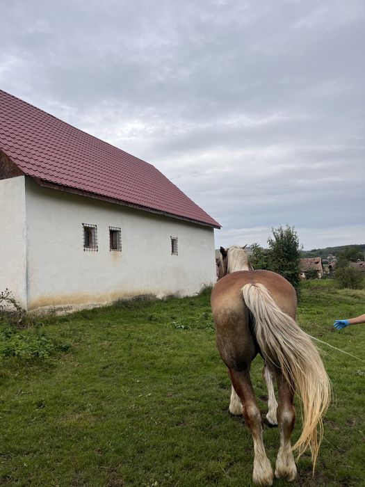 Vand o iapa blonda