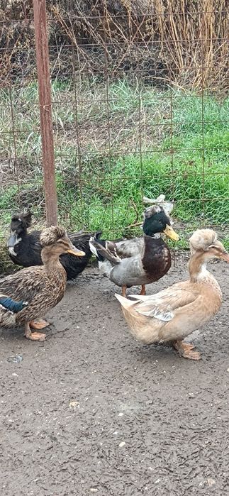 Rățoi moțat de vânzare