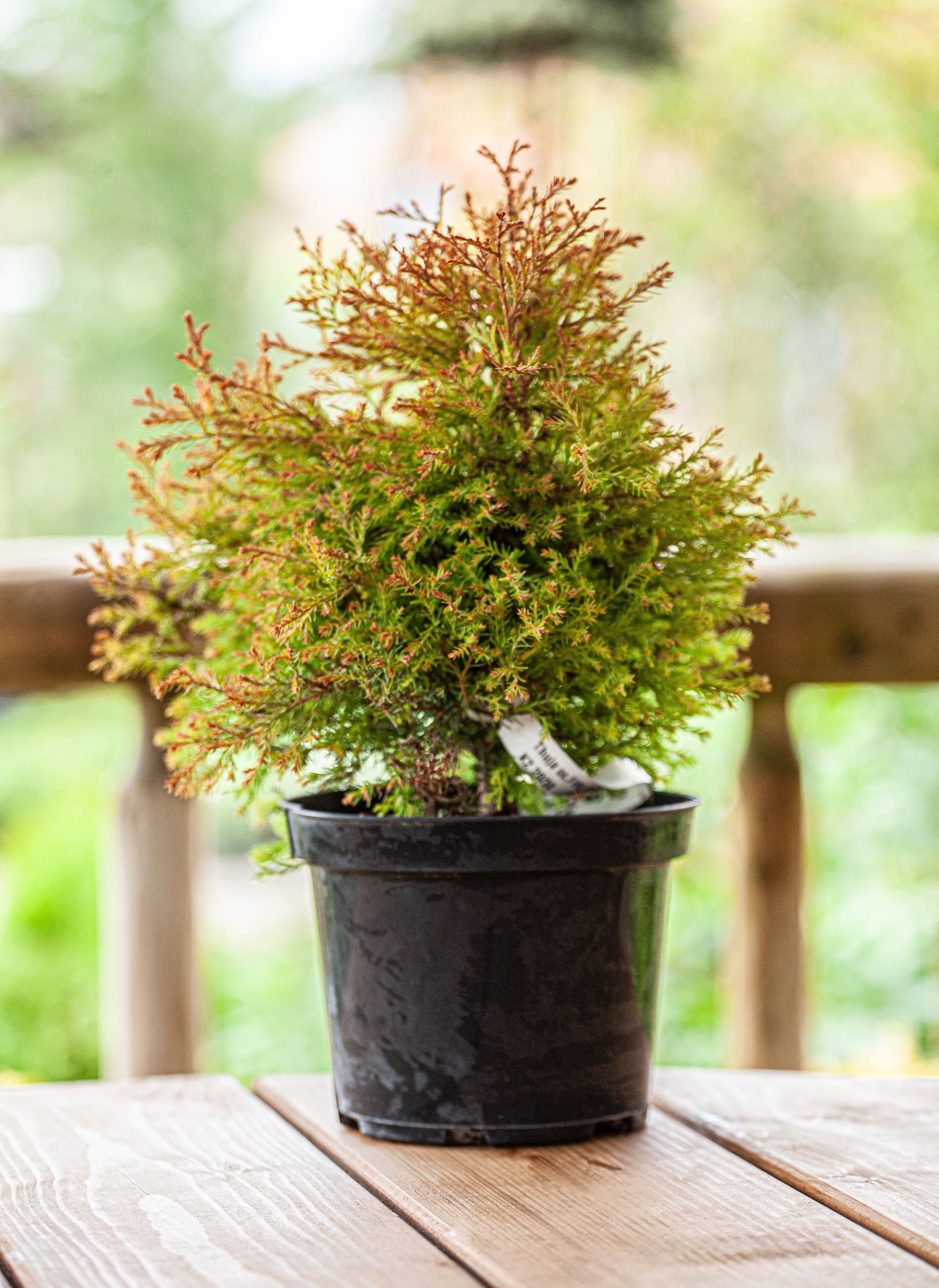 Thuja occidentalis Fire Chief