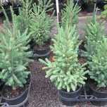 Brad argintiu Picea Glauca brad korean