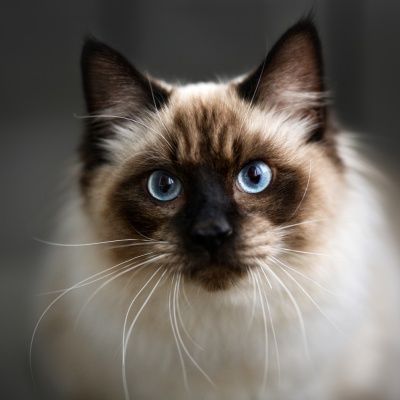 Regdoll чистокровный