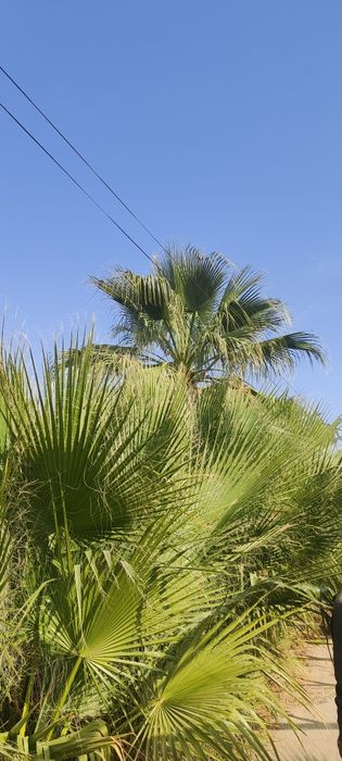 Palma kõchatlar sotuvda