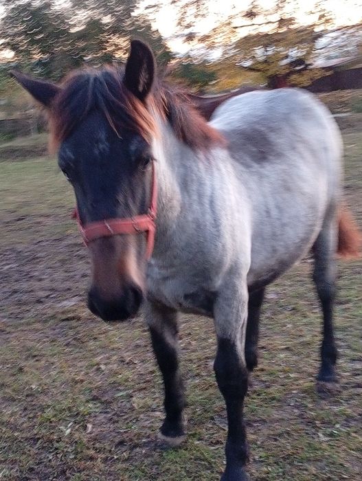 Mânză de 7 luni de pasune