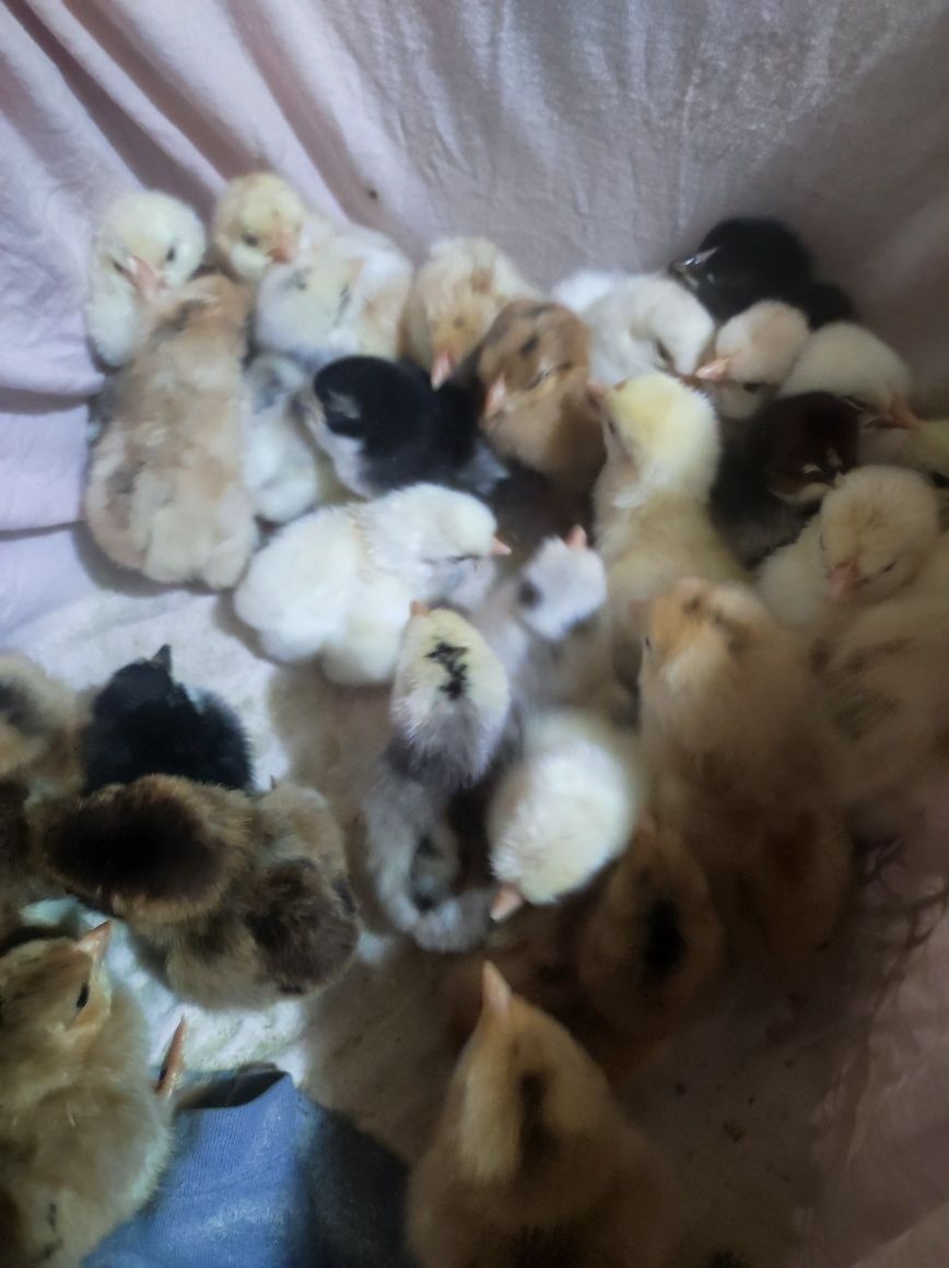 Vând pui de casă, de la o zi
Prețul de la 8 lei bucata 
La o săptămână
