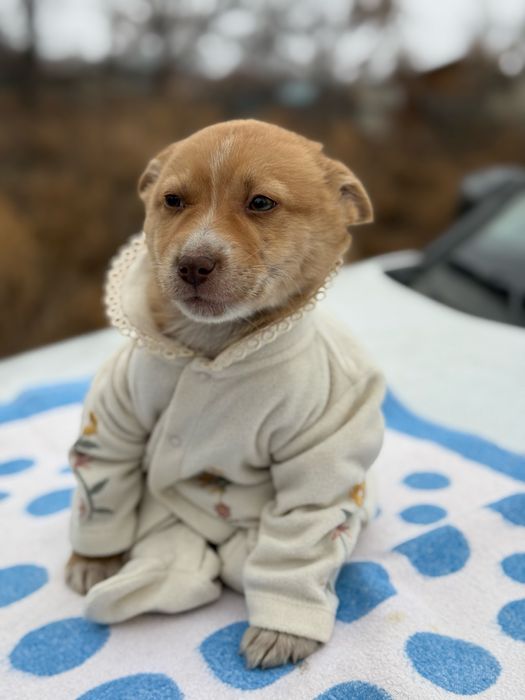 Отдам щенков в добрые руки