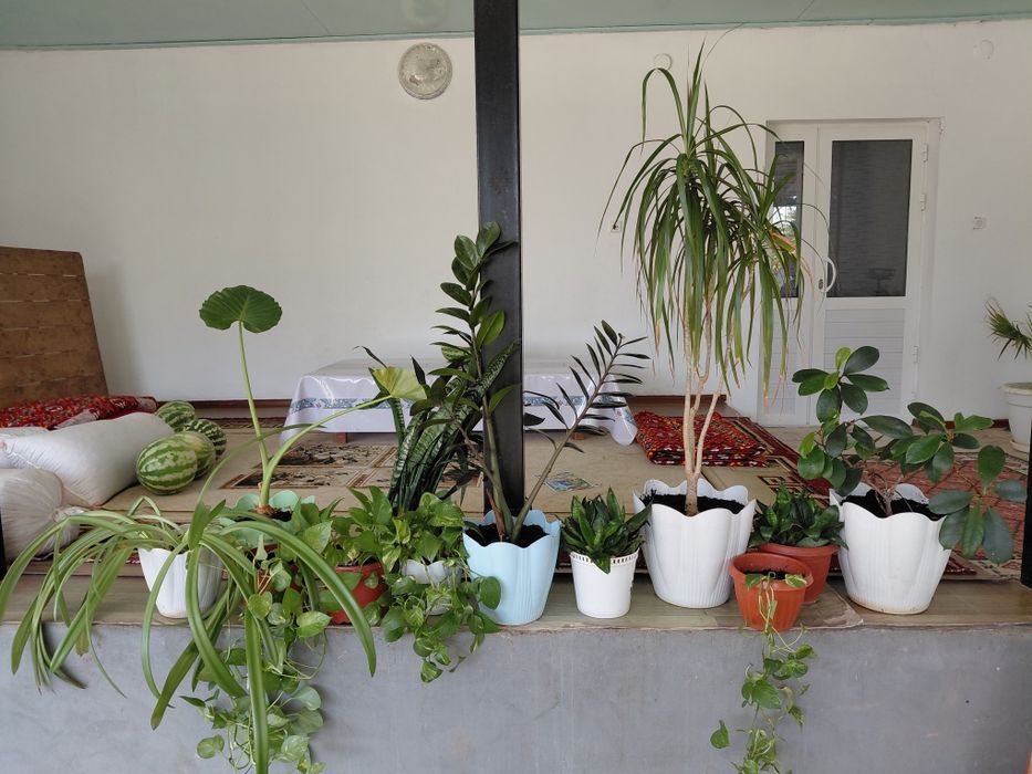 Үй гүлдері 12 дана