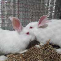продам кроликов Белый Паннон (Чистокровные)