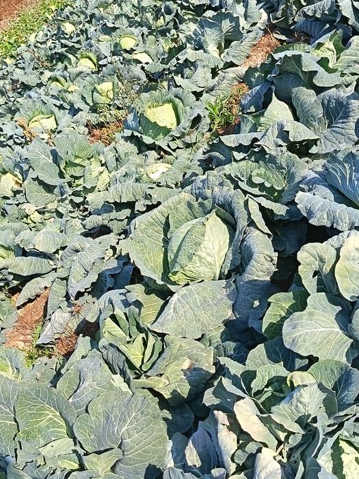 Karom sotiladi 10tonna atrofida