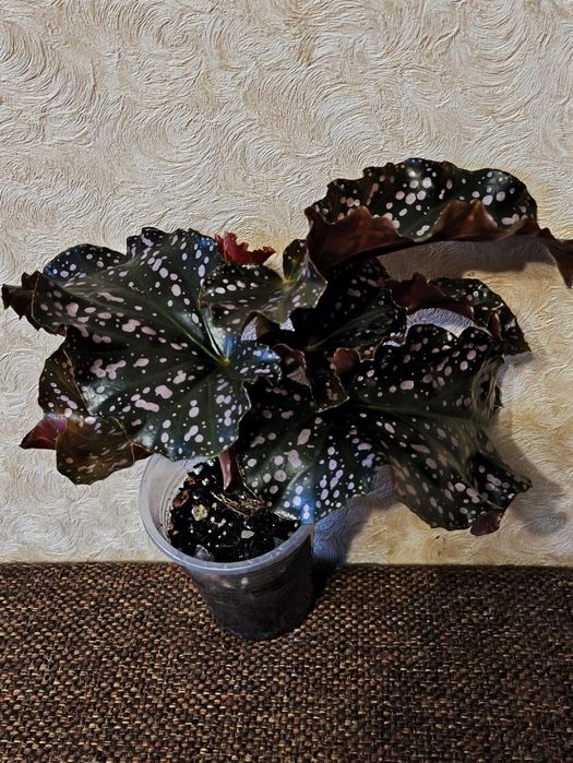 Бегония Краклин роуз