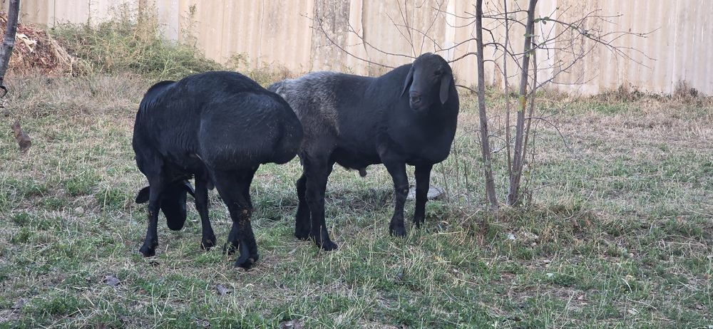 Хисори кучкорлар уруглик учун