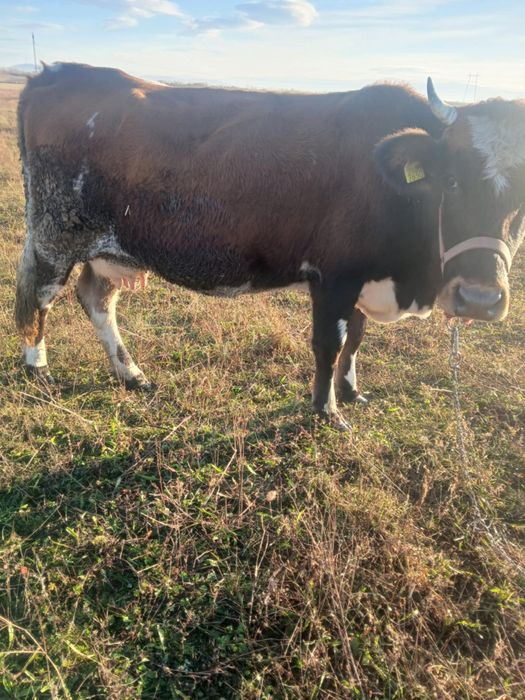 Vând vaca de 6 ani gestanta de5luni
