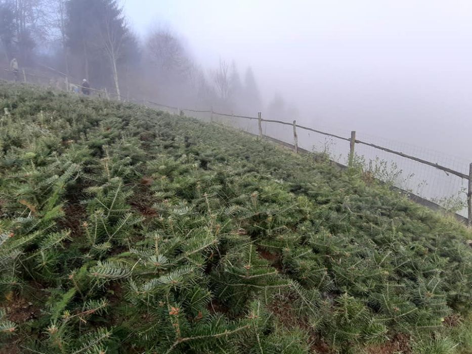 Oferta 1000 buc. Puieti brad Abies nordmanniana- 4 ani- discount 30%