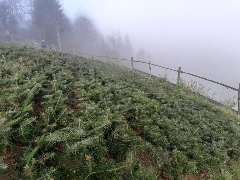 Puieti brad Nordmann- Abies nordmanniana- 4 ani