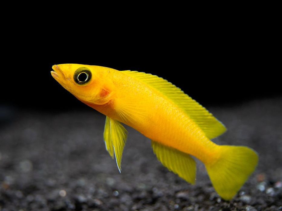 Neomprologus Leleupi limon