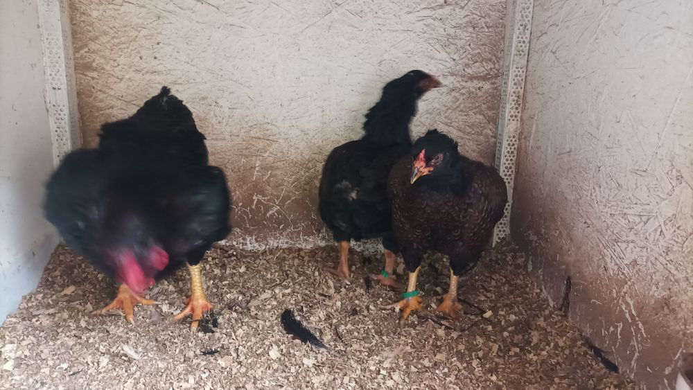 Combatant indian promoție