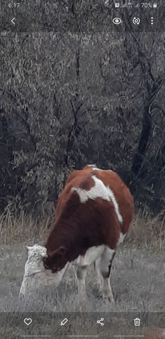 Мал сатылады кашарлар
