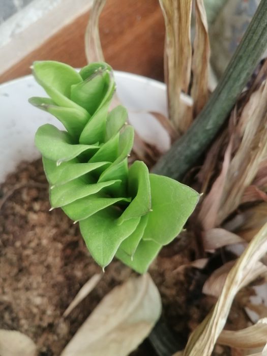 Аккапцльку, народное дкрево"дракона" или амереканские доллары.