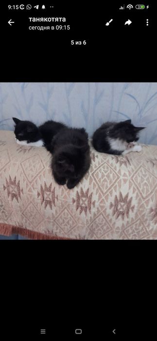 бесплатно хорошие котята