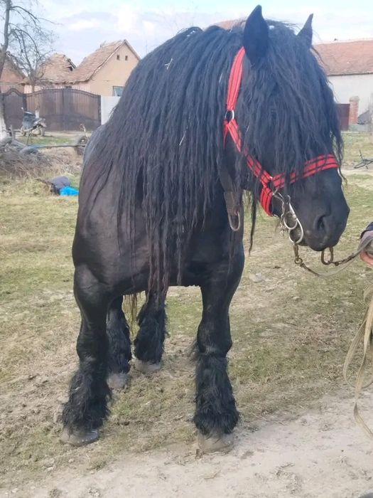 De vanzare mànz negru de 5 luni.