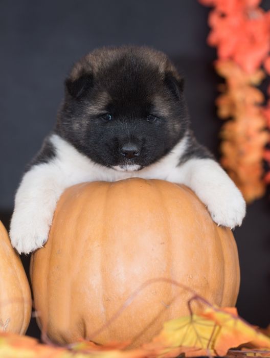 Щенки Американской Акиты два разных помета готовы к брони