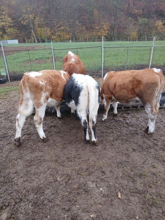 Vând vițele înțărcate