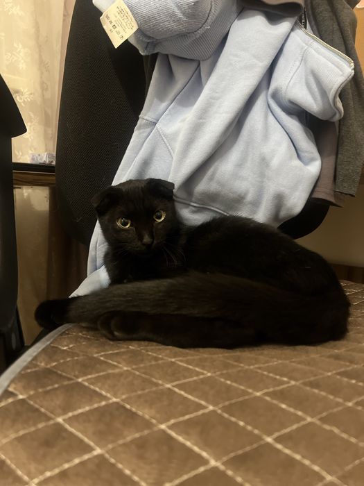 Котик в добрые руки