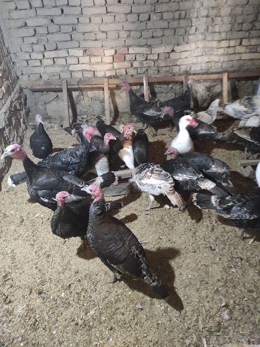 Куркалар сотилади