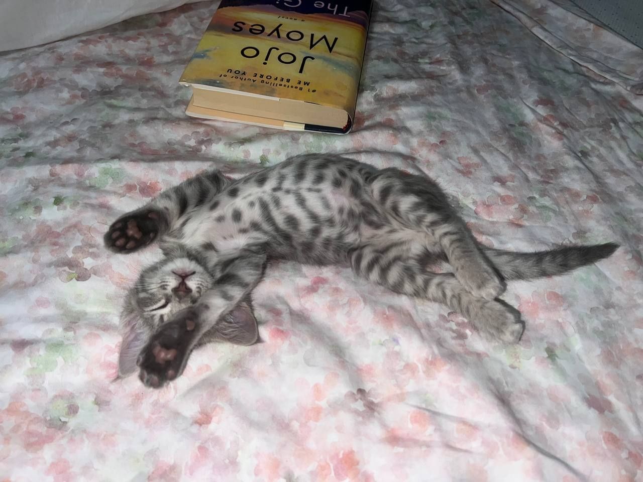 Пристраивается  котенок  в хорошие руки , описание на фото