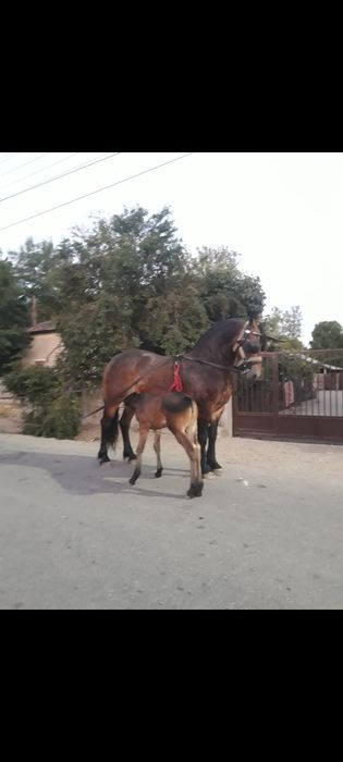 Vând mânză rasa metiș frizian