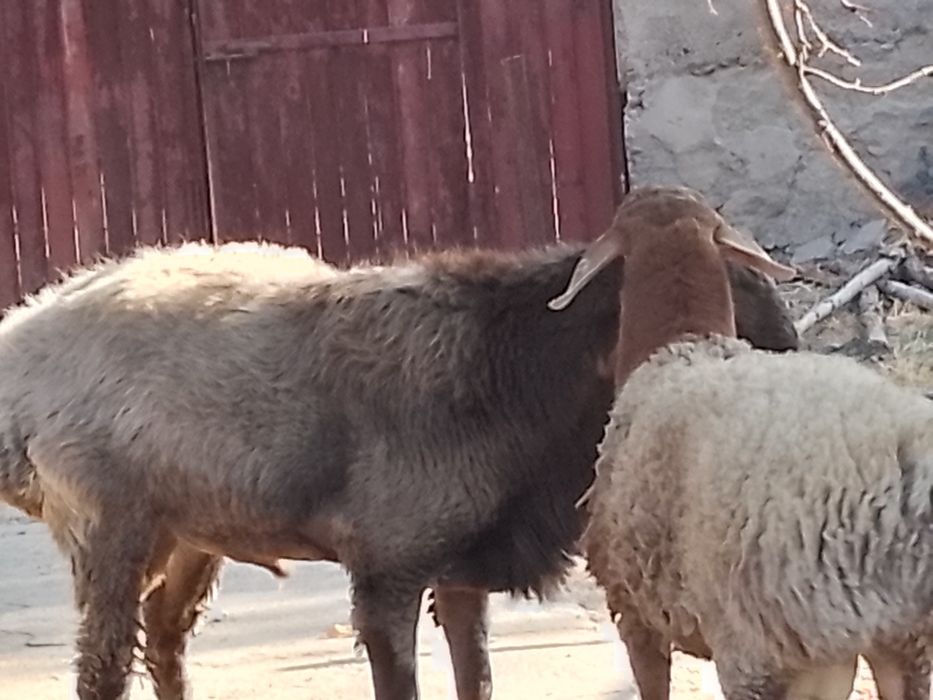 Кочкор эдилбай Тоха киргиз зотли бойи90+. Еб ичиши яхши еши 1.5