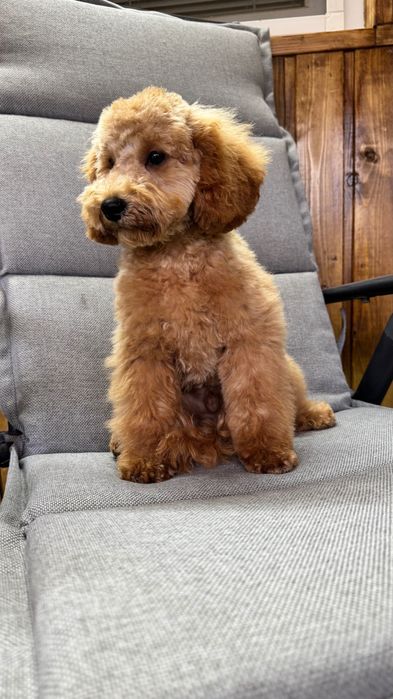 Pudel  toy de vanzare