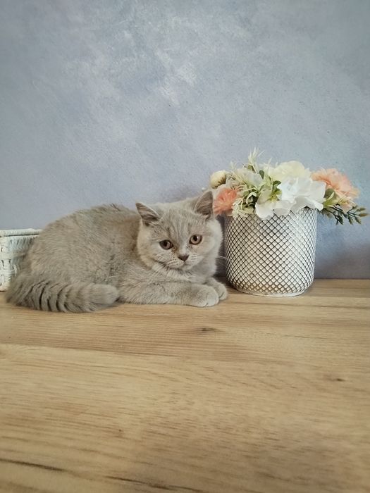 British shorthair lila