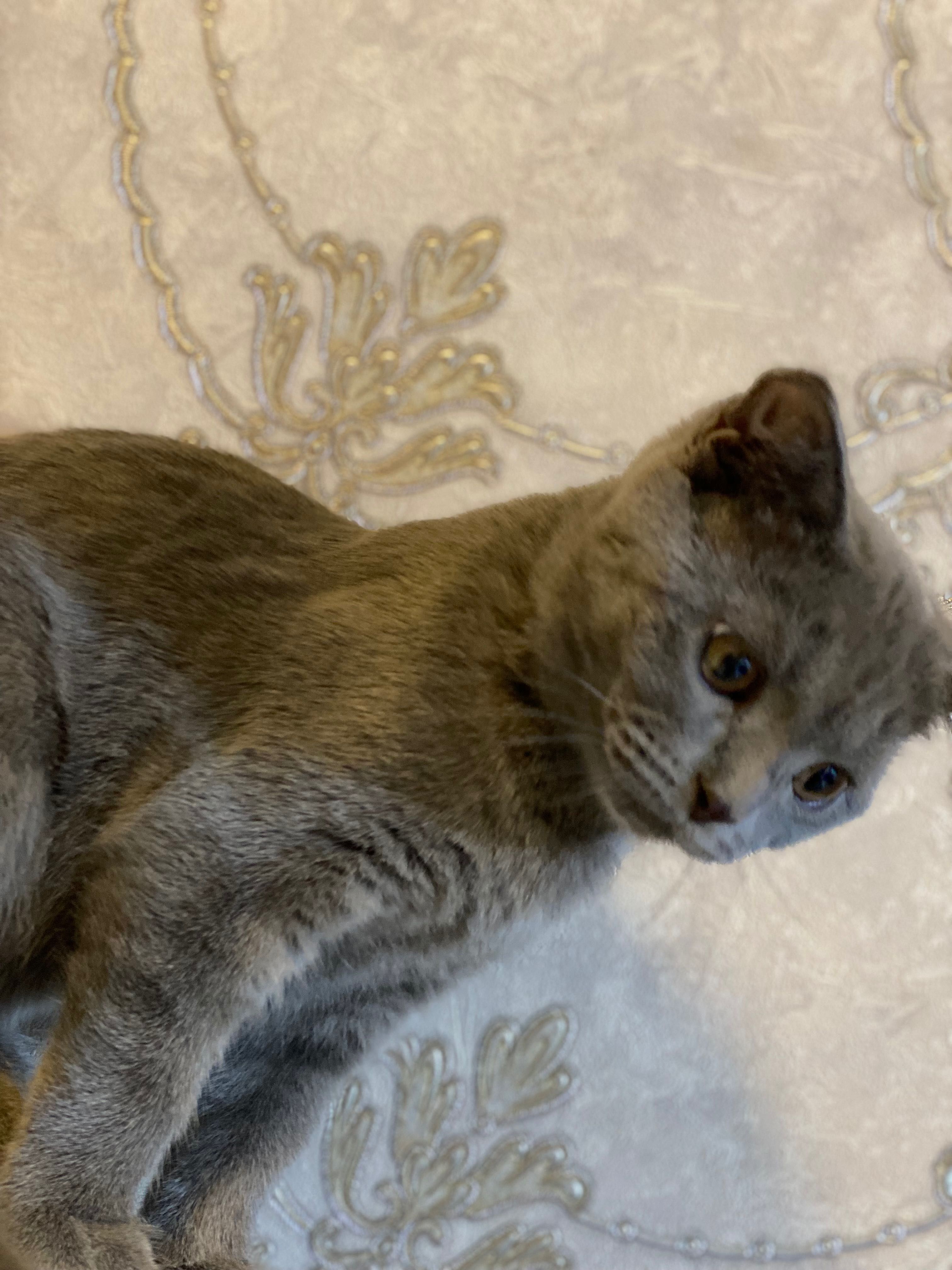 Кошка Барсел малинки