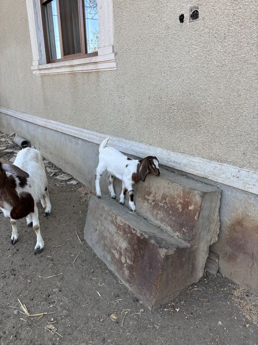 Vand/schimb capre anglonubian