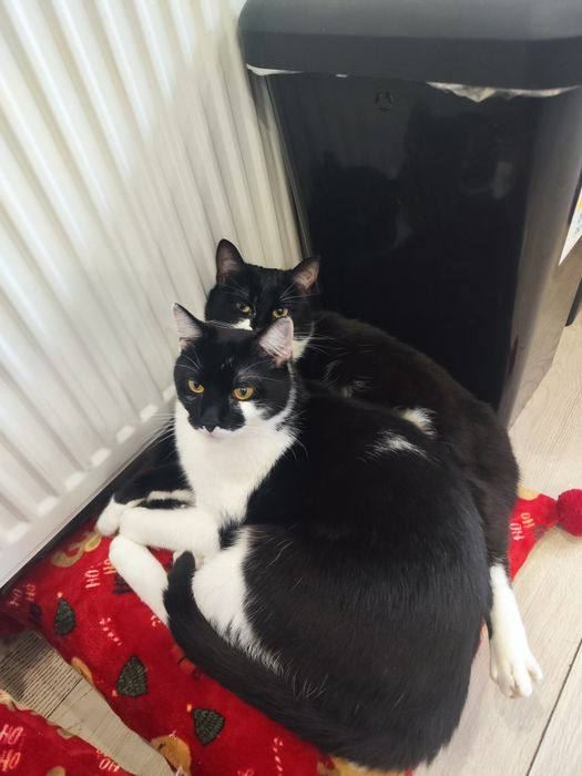 Pisica si motanel, frati, își cauta stapani iubitori