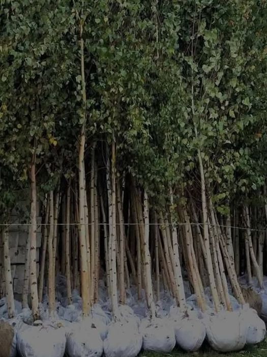 Mesteacăn Tei artar