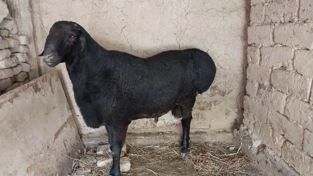 Кучкорлар бор суйиб етказиб берамиз