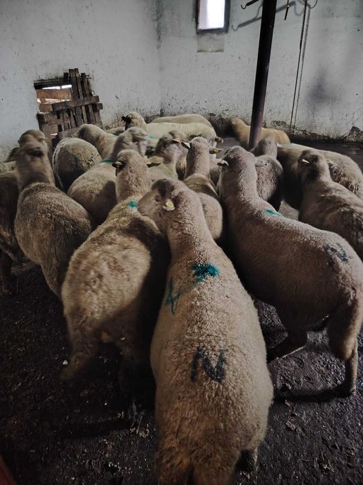 Oi de vânzare 15...