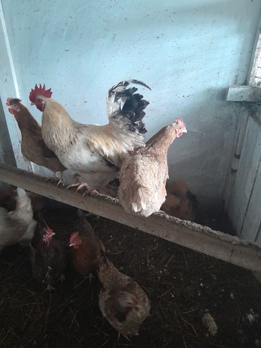 Продам курей,петушков