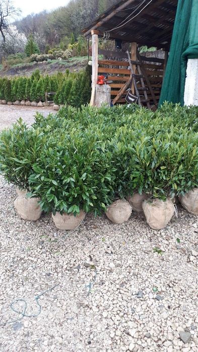 Brazi argintii, oferta brazi verzi pentru craciun etc