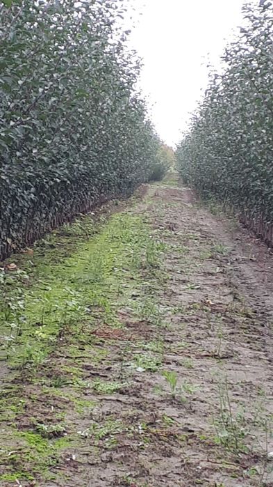 Vând pomi fructiferi