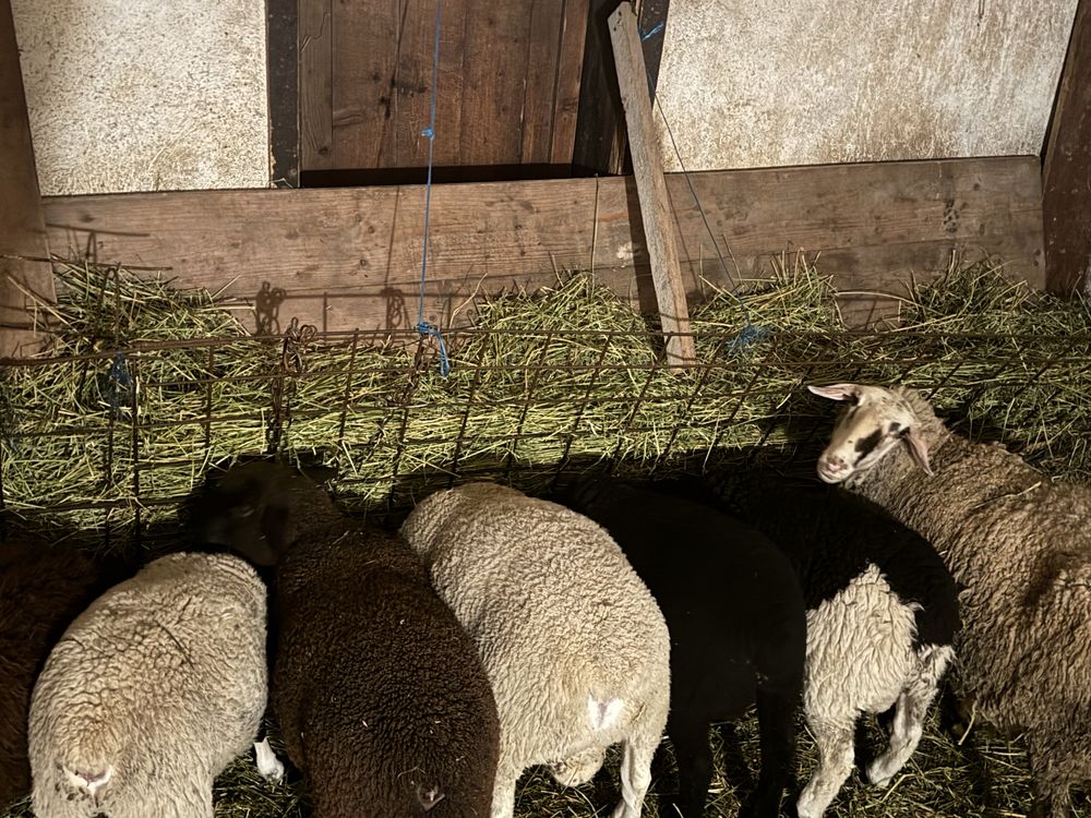 Oi ile de France si tigaie ruginie+miei!