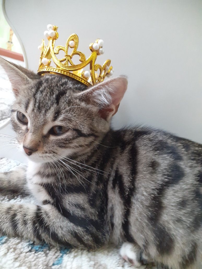 Котёнок-девочка 2 месяца Жазира