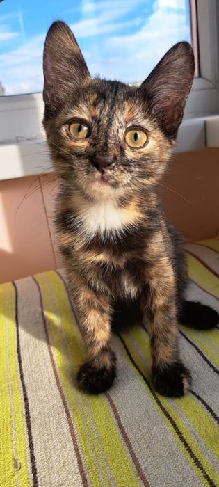 Котята ищут ласковые ручки