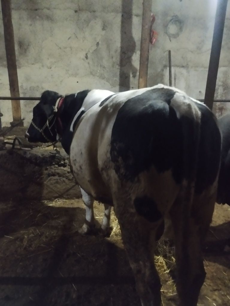 Buqa sotiladi 2 tish uruğgayam zur boqishgayam
