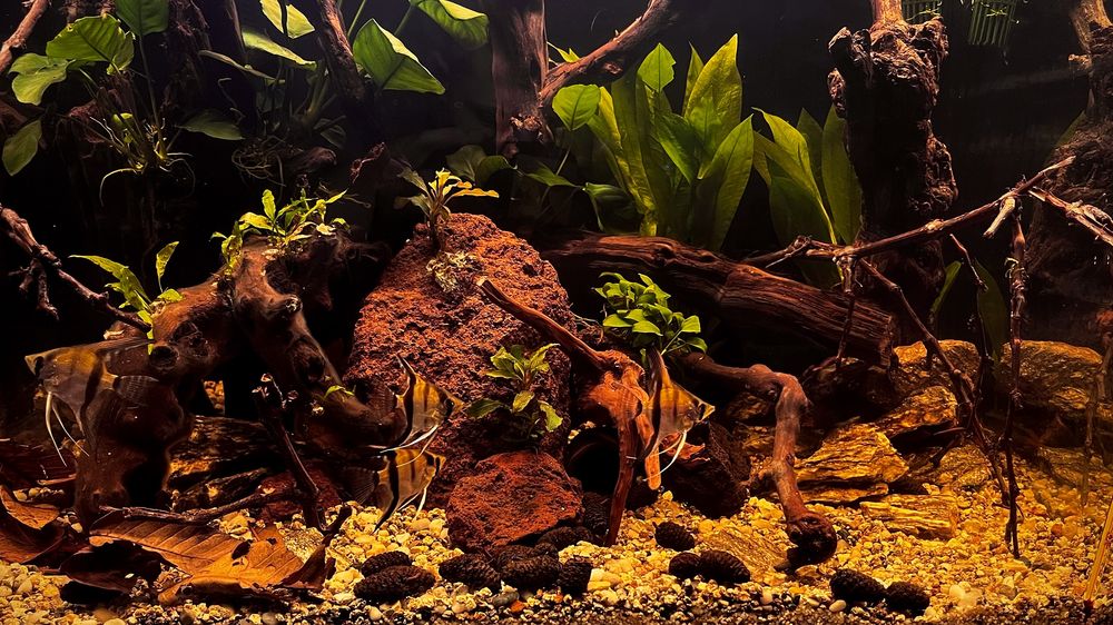 Mentenanță/ Startare/ Tratament Acvarii apa dulce