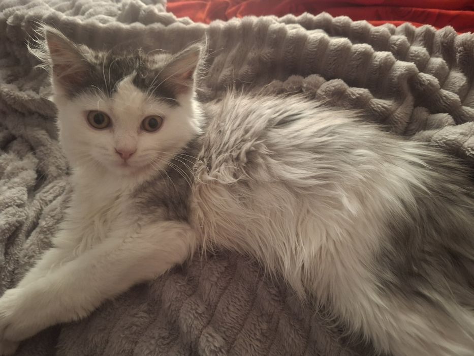 Отдам котёнка  в добрые руки