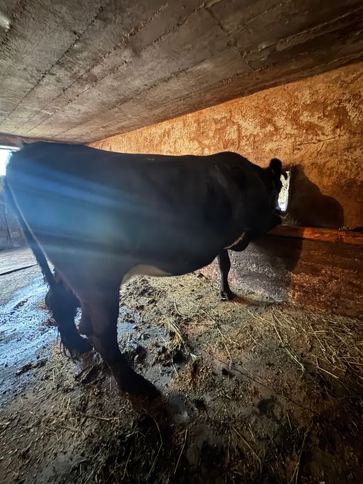 Vaca gestanta de vanzare