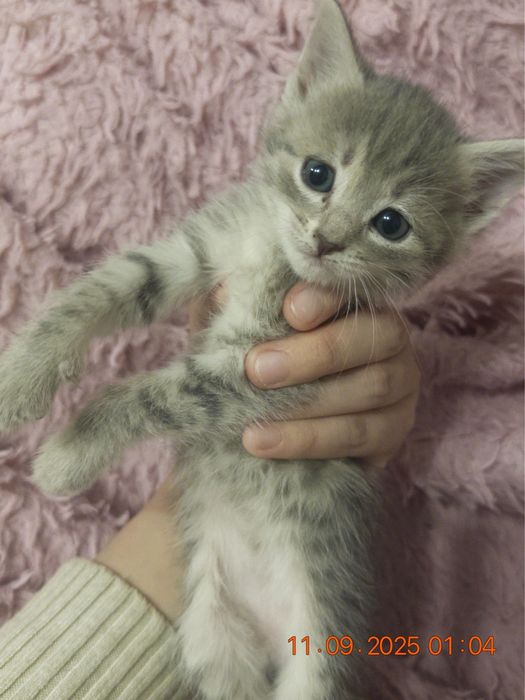 кошка, девочка, отдам бесплатно