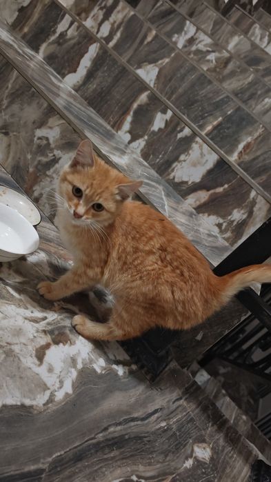 Котенок. Девочка (точно сказать не могу) Очень ласкавая